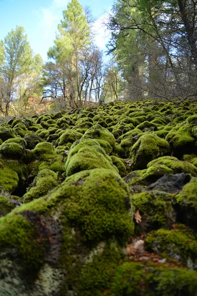 DSC_5960 (Large).JPG